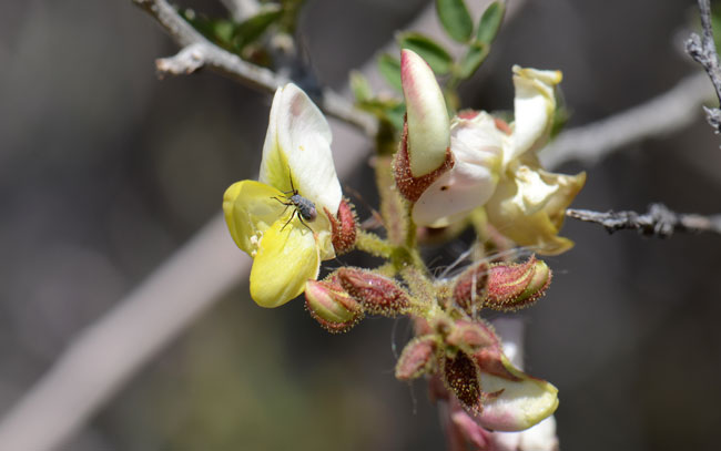 Rosary Babybonnets flowers are white and light pink with yellow centers as shown in the photograph; Note adult aphid (Aphidoidea) on flower. Coursetia glandulosa